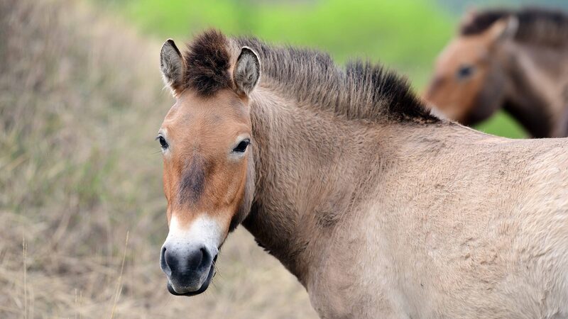 Gansu_Relocates_Przewalski_s_Horses_to_Boost_Genetic_Diversity_poster - Khabar Asia Gansu_Relocates_Przewalski_s_Horses_to_Boost_Genetic_Diversity video poster