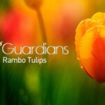 Gardens and Guardians: The Journey of Rambo Tulips from Asia to Holland's 'World's Flower Shop' video poster