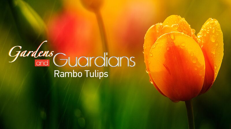 Gardens_and_Guardians_The_Journey_of_Rambo_Tulips_from_Asia_to_Hollands_Worlds_Flower_Shop_poster - Khabar Asia Gardens and Guardians: The Journey of Rambo Tulips from Asia to Holland's 'World's Flower Shop' video poster