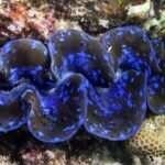 Giant Clams: Unveiling the Ocean's Hidden Vibrant Hues