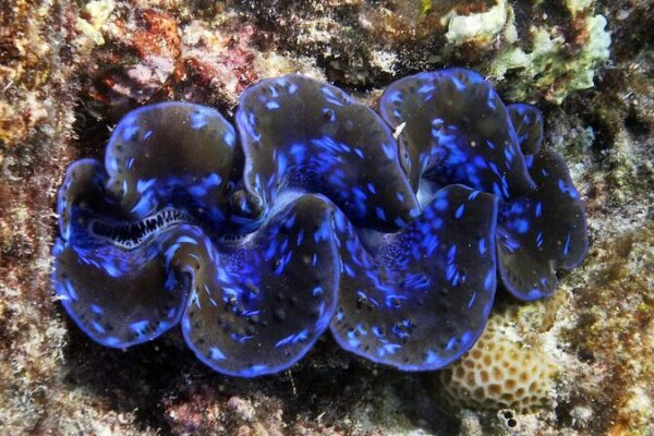 Giant Clams: Unveiling the Ocean’s Hidden Vibrant Hues Giant Clams: Unveiling the Ocean's Hidden Vibrant Hues