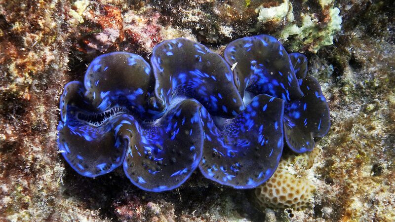 Giant_Clams_Unveiling_the_Oceans_Hidden_Vibrant_Hues - Khabar Asia Giant Clams: Unveiling the Ocean's Hidden Vibrant Hues