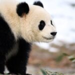 Giant_Panda_Couple_Bao_Li_and_Qing_Bao_Make_Public_Debut_at_Washington_s_National_Zoo