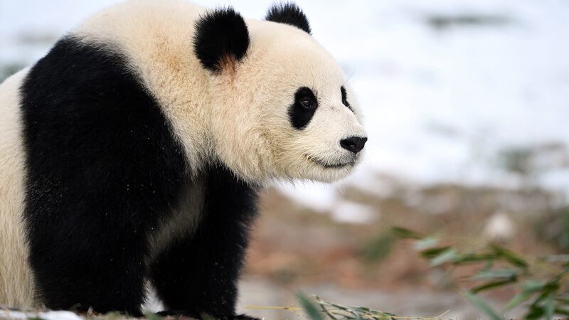Giant_Panda_Couple_Bao_Li_and_Qing_Bao_Make_Public_Debut_at_Washington_s_National_Zoo - Khabar Asia Giant_Panda_Couple_Bao_Li_and_Qing_Bao_Make_Public_Debut_at_Washington_s_National_Zoo