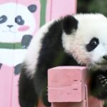 Giant_Panda_Cub_Mei_Zhu_Celebrates_Six_Month_Milestone_at_Guangzhou_Safari_Park