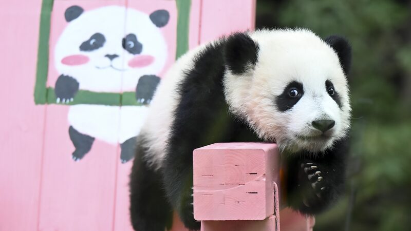 Giant_Panda_Cub_Mei_Zhu_Celebrates_Six_Month_Milestone_at_Guangzhou_Safari_Park - Khabar Asia Giant_Panda_Cub_Mei_Zhu_Celebrates_Six_Month_Milestone_at_Guangzhou_Safari_Park