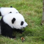 Giant_Panda_Cubs_Delight_Visitors_at_First_Public_Appearance_in_Chengdu