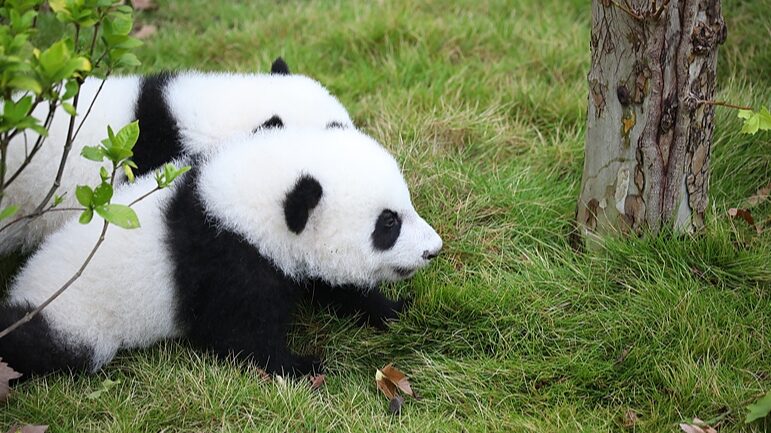 Giant_Panda_Cubs_Delight_Visitors_at_First_Public_Appearance_in_Chengdu - Khabar Asia Giant_Panda_Cubs_Delight_Visitors_at_First_Public_Appearance_in_Chengdu