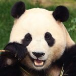 Giant Panda Fu Bao Returns Home to China After Stay in South Korea