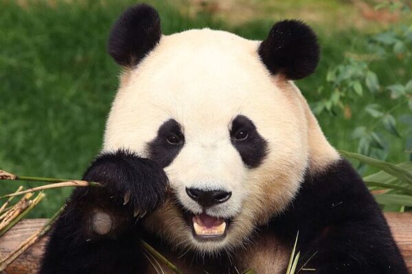 Giant Panda Fu Bao Returns Home to China After Stay in South Korea
