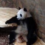 Giant_Panda_He_Ye_Charms_Visitors_with_Human_like_Antics_in_Chengdu video poster