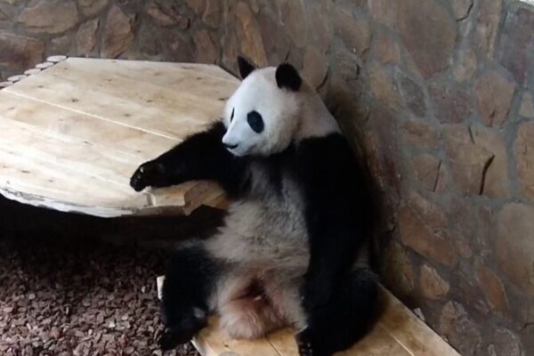 Giant Panda He Ye Charms Visitors with Human-like Antics in Chengdu Giant_Panda_He_Ye_Charms_Visitors_with_Human_like_Antics_in_Chengdu video poster