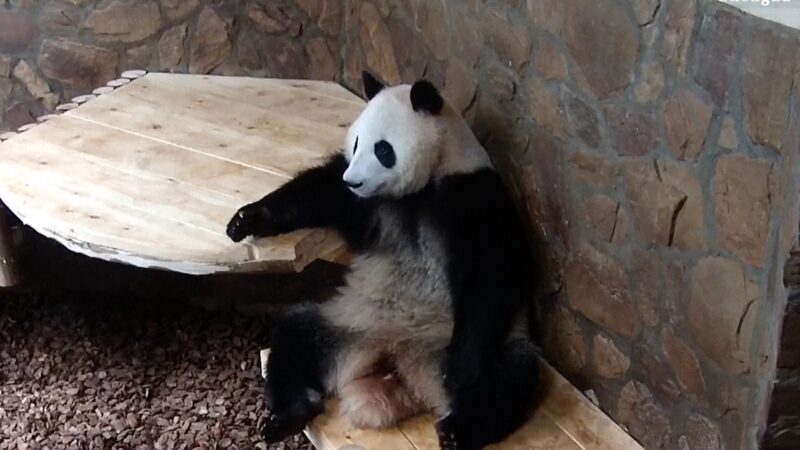 Giant_Panda_He_Ye_Charms_Visitors_with_Human_like_Antics_in_Chengdu video poster