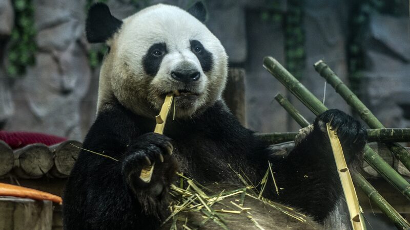 Giant_Panda_Ling_Yan_Frolics_in_Snow_at_Central_China_s_Luoyang_Zoo video poster