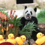 Giant_Panda_Mang_Cancan_Celebrates_First_Birthday_at_Chongqing_Zoo