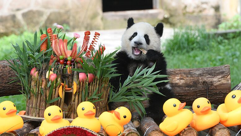 Giant_Panda_Mang_Cancan_Celebrates_First_Birthday_at_Chongqing_Zoo - Khabar Asia Giant_Panda_Mang_Cancan_Celebrates_First_Birthday_at_Chongqing_Zoo