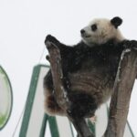 Giant Panda Meng Meng Delights Visitors at Wuhan Zoo Amid Snowfall