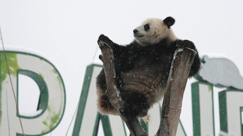 Giant_Panda_Meng_Meng_Delights_Visitors_at_Wuhan_Zoo_Amid_Snowfall - Khabar Asia Giant Panda Meng Meng Delights Visitors at Wuhan Zoo Amid Snowfall