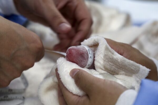 Giant_Panda_Meng_Meng_Gives_Birth_to_Twins_at_Berlin_Zoo