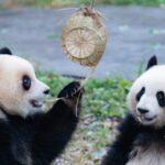 Giant_Panda_Twins_Yu_Ke_and_Yu_Ai_Delight_Crowds_at_Chongqing_Zoo_During_National_Day_Holiday