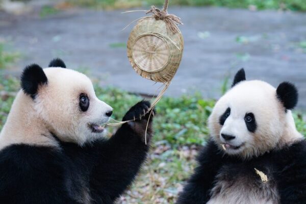 Giant Panda Twins Yu Ke and Yu Ai Delight Crowds at Chongqing Zoo During National Day Holiday Giant_Panda_Twins_Yu_Ke_and_Yu_Ai_Delight_Crowds_at_Chongqing_Zoo_During_National_Day_Holiday
