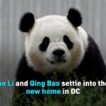 Giant_Pandas_Bao_Li_and_Qing_Bao_Embrace_Life_at_Smithsonian_s_National_Zoo video poster