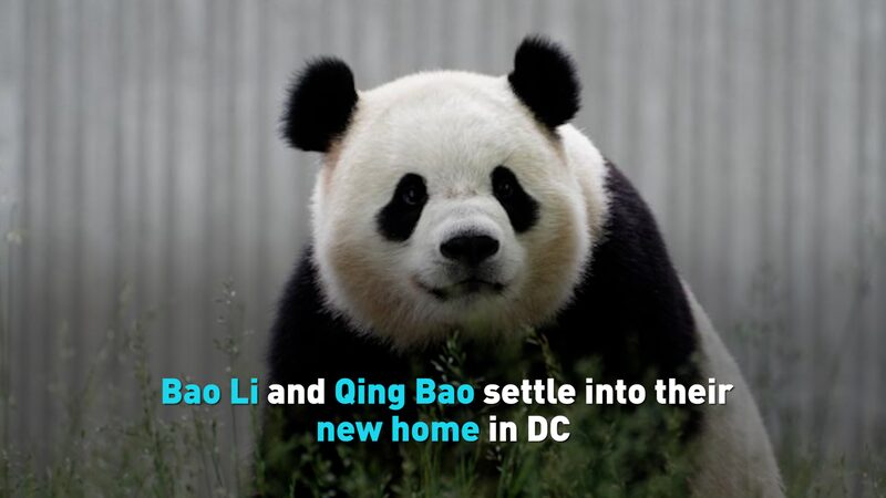 Giant_Pandas_Bao_Li_and_Qing_Bao_Embrace_Life_at_Smithsonian_s_National_Zoo_poster - Khabar Asia Giant_Pandas_Bao_Li_and_Qing_Bao_Embrace_Life_at_Smithsonian_s_National_Zoo video poster