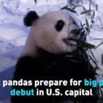 Giant_Pandas_Bao_Li_and_Qing_Bao_Prepare_for_Big_Public_Debut_in_U_S__Capital