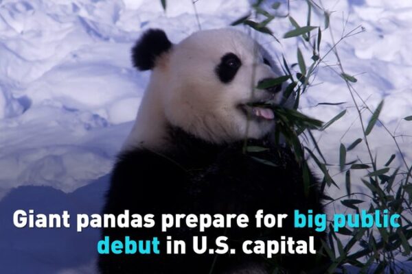 Giant_Pandas_Bao_Li_and_Qing_Bao_Prepare_for_Big_Public_Debut_in_U_S__Capital