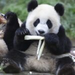 Giant Pandas: China's Beloved Ambassadors Capturing Hearts Worldwide video poster