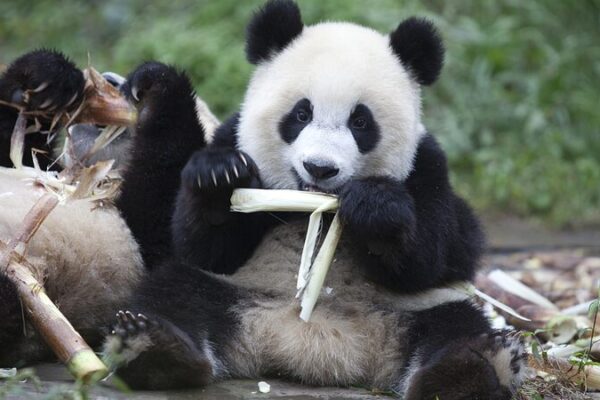Giant Pandas: China’s Beloved Ambassadors Capturing Hearts Worldwide Giant Pandas: China's Beloved Ambassadors Capturing Hearts Worldwide video poster