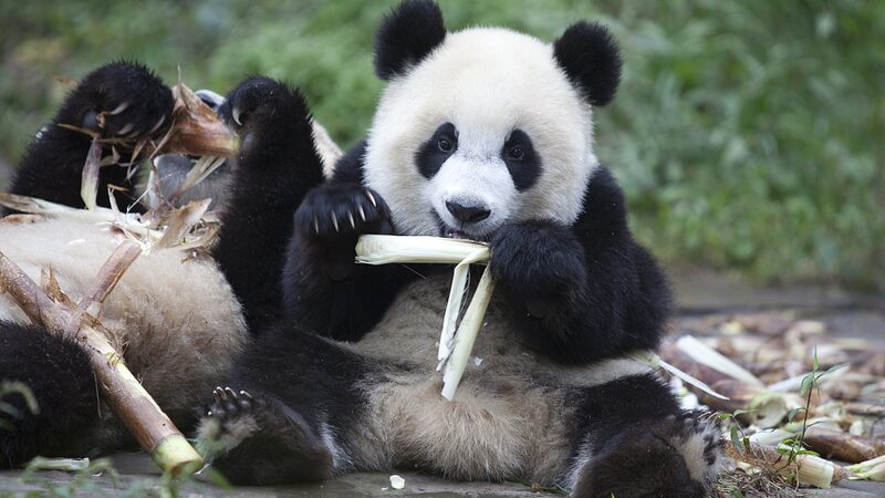 Giant_Pandas_Chinas_Beloved_Ambassadors_Capturing_Hearts_Worldwide_poster - Khabar Asia Giant Pandas: China's Beloved Ambassadors Capturing Hearts Worldwide video poster