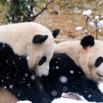 Giant_Pandas_Delight_in_Chengdus_First_Snowfall_of_2024 - Khabar Asia Giant Pandas Delight in Chengdu's First Snowfall of 2024