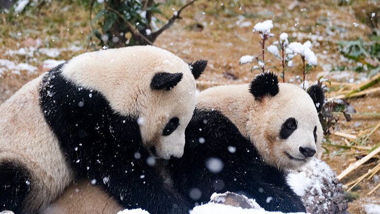 Giant_Pandas_Delight_in_Chengdus_First_Snowfall_of_2024 - Khabar Asia Giant Pandas Delight in Chengdu's First Snowfall of 2024