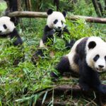Giant Pandas Eating: The Viral Sensation Bringing Joy Worldwide video poster
