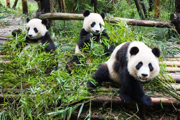 Giant Pandas Eating: The Viral Sensation Bringing Joy Worldwide Giant Pandas Eating: The Viral Sensation Bringing Joy Worldwide video poster