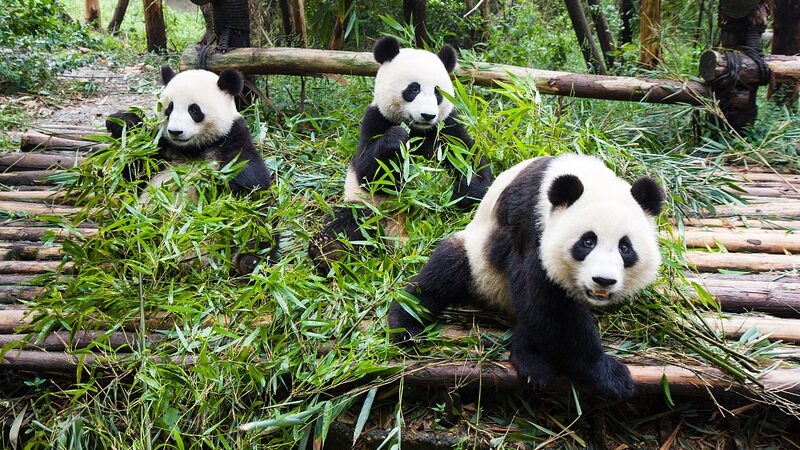 Giant_Pandas_Eating_The_Viral_Sensation_Bringing_Joy_Worldwide_poster - Khabar Asia Giant Pandas Eating: The Viral Sensation Bringing Joy Worldwide video poster