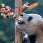 Giant Pandas Enjoy Skewer Treats at Chongqing Zoo
