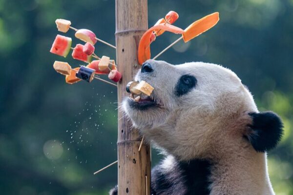 Giant Pandas Enjoy Skewer Treats at Chongqing Zoo Giant Pandas Enjoy Skewer Treats at Chongqing Zoo