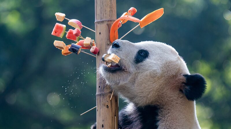 Giant_Pandas_Enjoy_Skewer_Treats_at_Chongqing_Zoo - Khabar Asia Giant Pandas Enjoy Skewer Treats at Chongqing Zoo