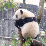 Giant Pandas Frolic in Chengdu's Snowy Wonderland