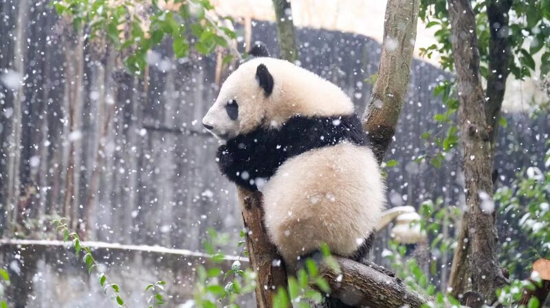 Giant_Pandas_Frolic_in_Chengdus_Snowy_Wonderland - Khabar Asia Giant Pandas Frolic in Chengdu's Snowy Wonderland