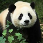 Giant Pandas "Jin Xi" and "Zhu Yu" Begin 10-Year Stay at Madrid Zoo Aquarium