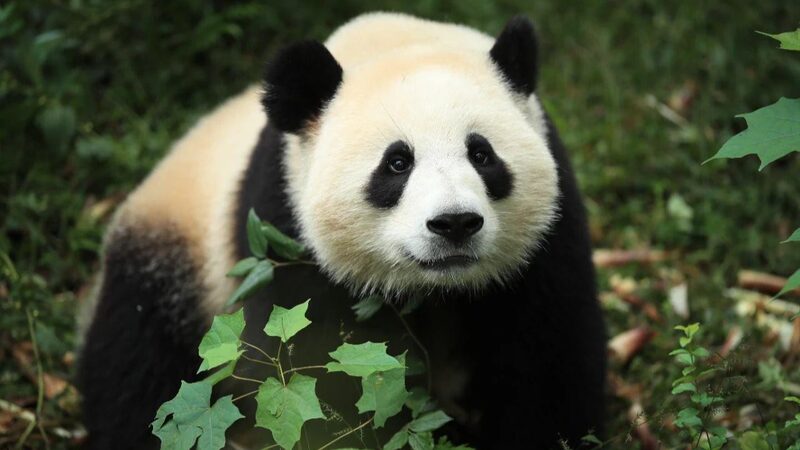 Giant_Pandas_Jin_Xi_and_Zhu_Yu_Begin_10-Year_Stay_at_Madrid_Zoo_Aquarium - Khabar Asia Giant Pandas "Jin Xi" and "Zhu Yu" Begin 10-Year Stay at Madrid Zoo Aquarium