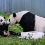 Giant Pandas Return Home to Chengdu After Two Decades in the U.S.
