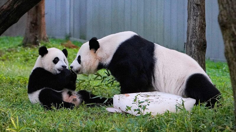 Giant Pandas Return Home to Chengdu After Two Decades in the U.S.