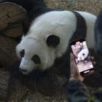 Giant_Pandas_Return_to_China_s_Chengdu_After_Successful_Stay_at_Zoo_Atlanta