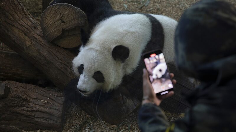 Giant_Pandas_Return_to_China_s_Chengdu_After_Successful_Stay_at_Zoo_Atlanta - Khabar Asia Giant_Pandas_Return_to_China_s_Chengdu_After_Successful_Stay_at_Zoo_Atlanta