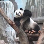 Giant_Pandas_Set_to_Boost_Hong_Kong_Tourism_with_Public_Debut video poster