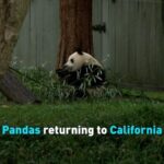 Giant Pandas Set to Return to California Amid 45th Anniversary of U.S.-China Ties video poster